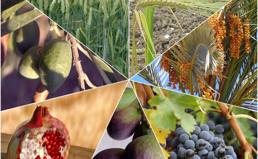 11 Healing Foods of the Bible: Timeless Nourishment for Body and Spirit